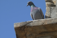 P1090454