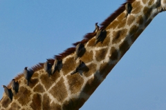 P1070353