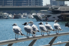 P1010557