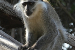 P1010385
