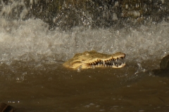 P1010409