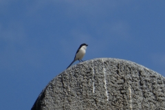 P1000596