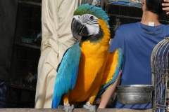 P1070306