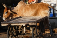 P1090919
