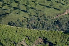 P1110036