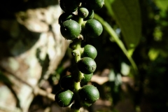 P1110181