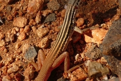 P1050131