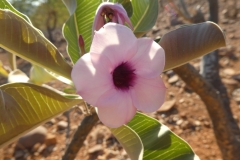 P1050146