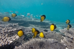 DCIM103GOPROGOPR6015.