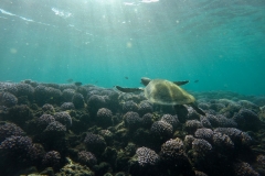 DCIM103GOPROGOPR6030.