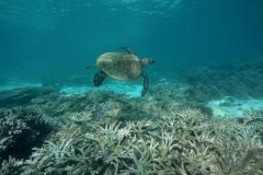 DCIM103GOPROGOPR6038.