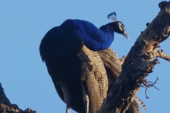 P1100390