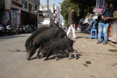 P1100375