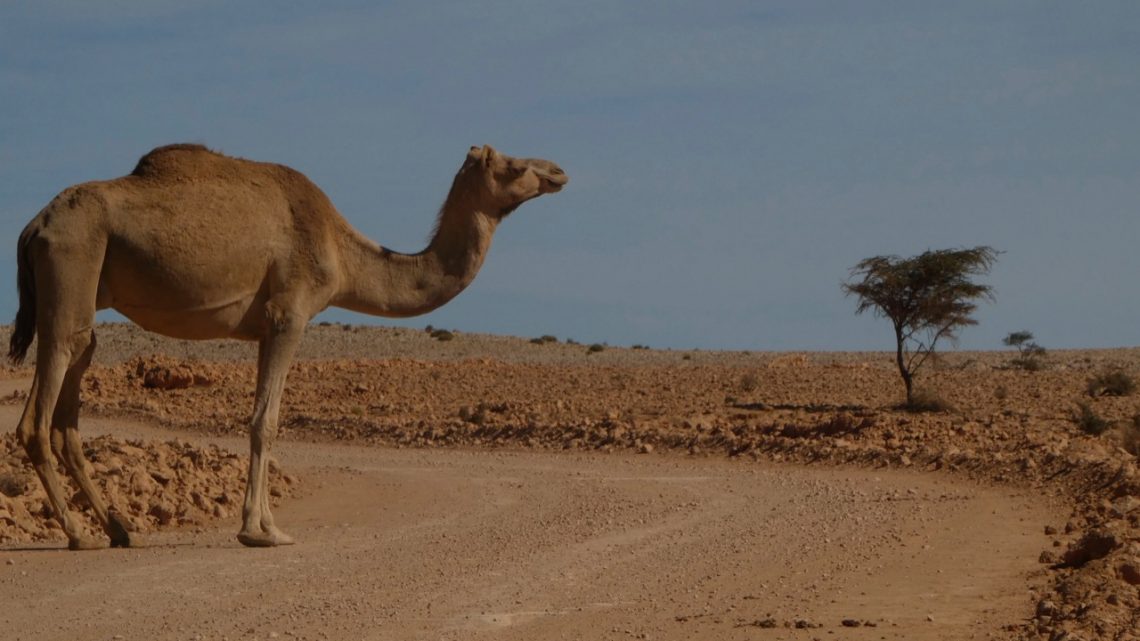 Oman … ooooooh, man!