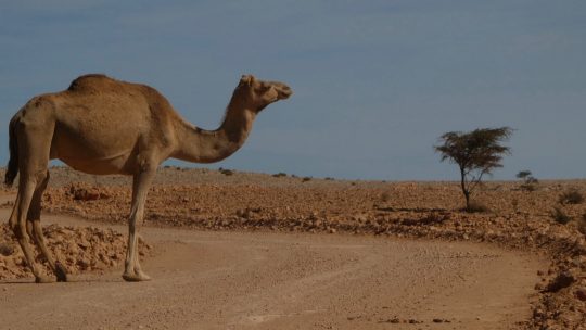 Oman … ooooooh, man!
