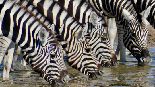 Etosha … auf der Suche nach den BIG FIVE: ?????!