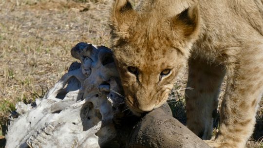 Auf Safari in Botswana – Adrenalin pur! ?